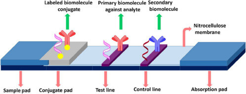 2_pregnancy test